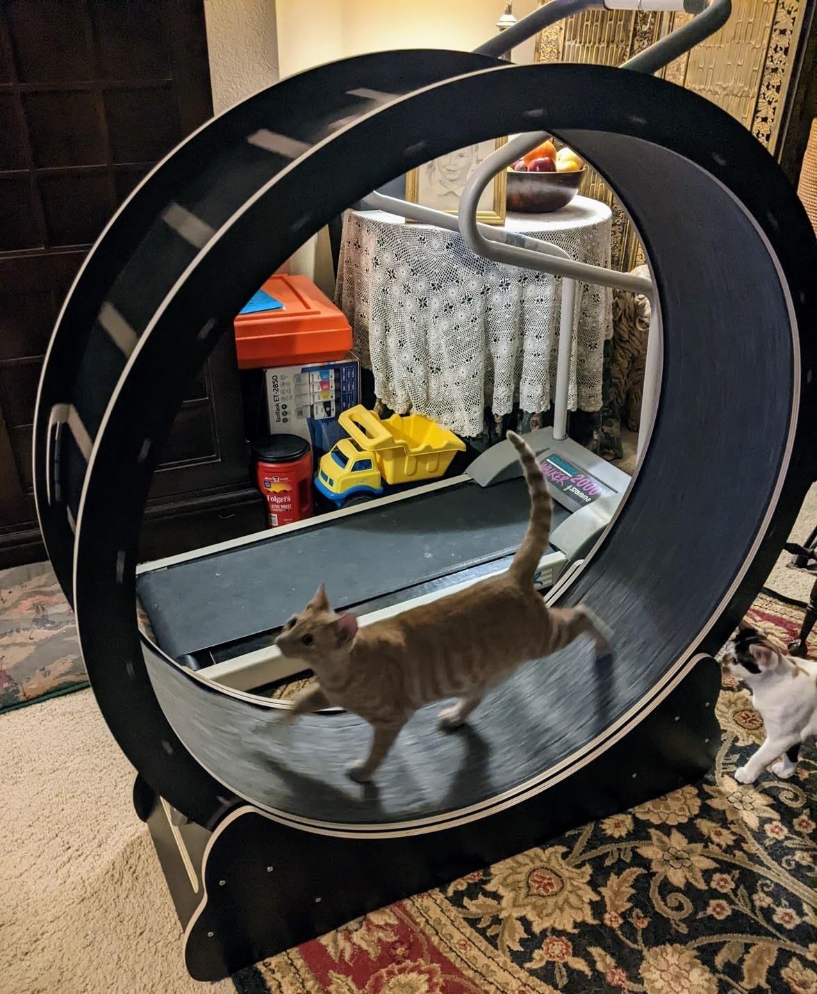 Homegroove Cat Exercise Wheel for Indoor Cats, 46 Inch | Large XL Cat Running Treadmill Wheel with Carpeted Runway for Kitty's Longer Life, Natural Wood Color(XL) customer photo 2