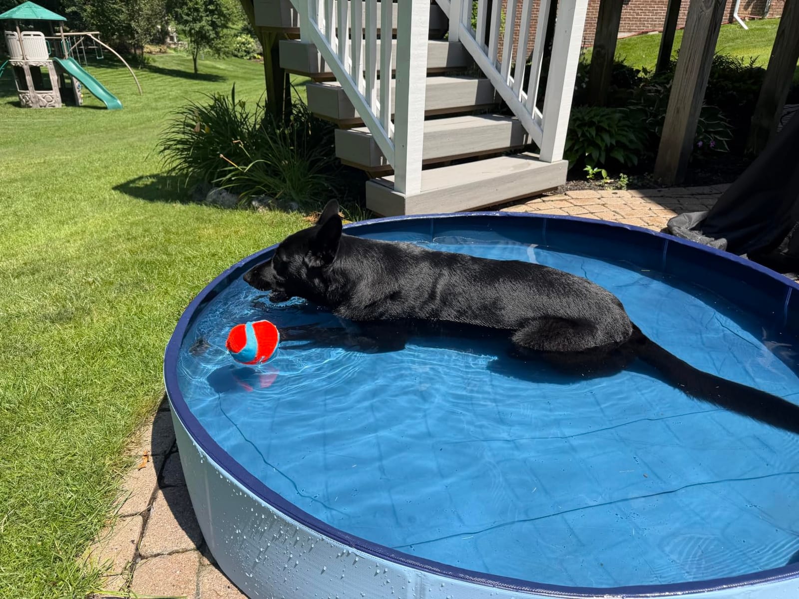 VISTOP Medium Foldable Dog Pool, Hard Plastic Shell Portable Swimming Pool for Dogs Cats and Kids Pet Puppy Bathing Tub Collapsible Kiddie Pool (37 inch.D x 7.8inch.H, Blue) customer photo 2