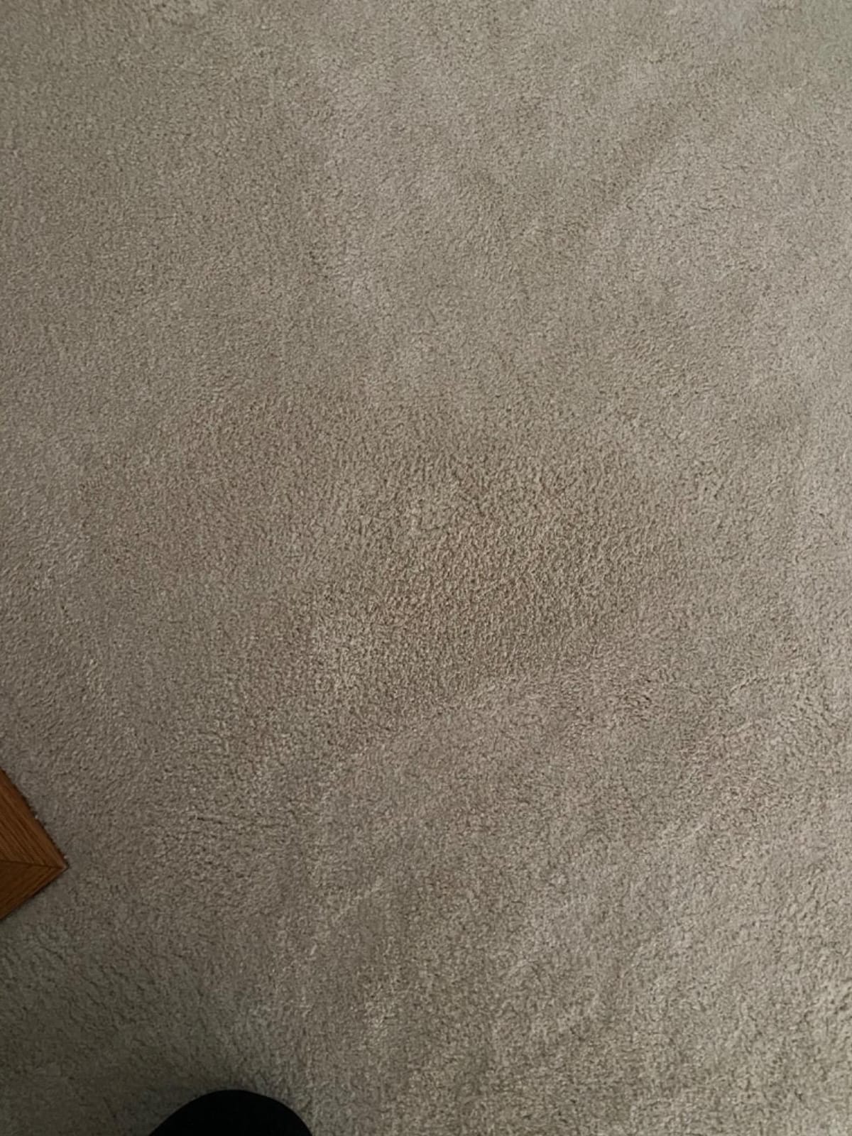 BISSELL Spotlifter Pet Carpet and Upholstery Cleaner with Brush Head - 4 Pack, 93523 customer photo 2