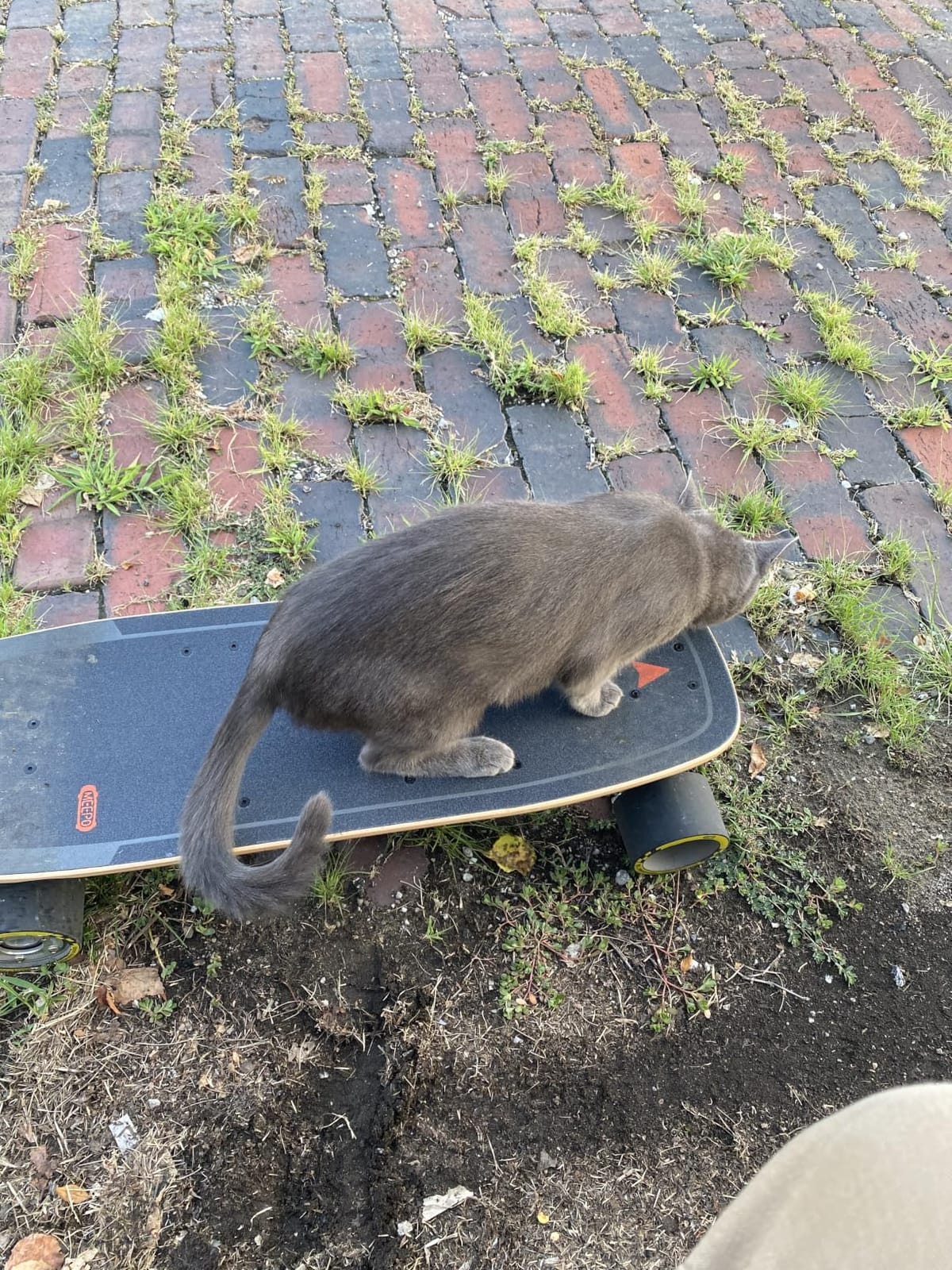 MEEPO Mini Series Electric Skateboard with Remote, Up to 26-32 MPH Top Speed, 11-24 Miles Range, 330 Pounds Max Load, Maple Cruiser for Adults and Teens customer photo 2
