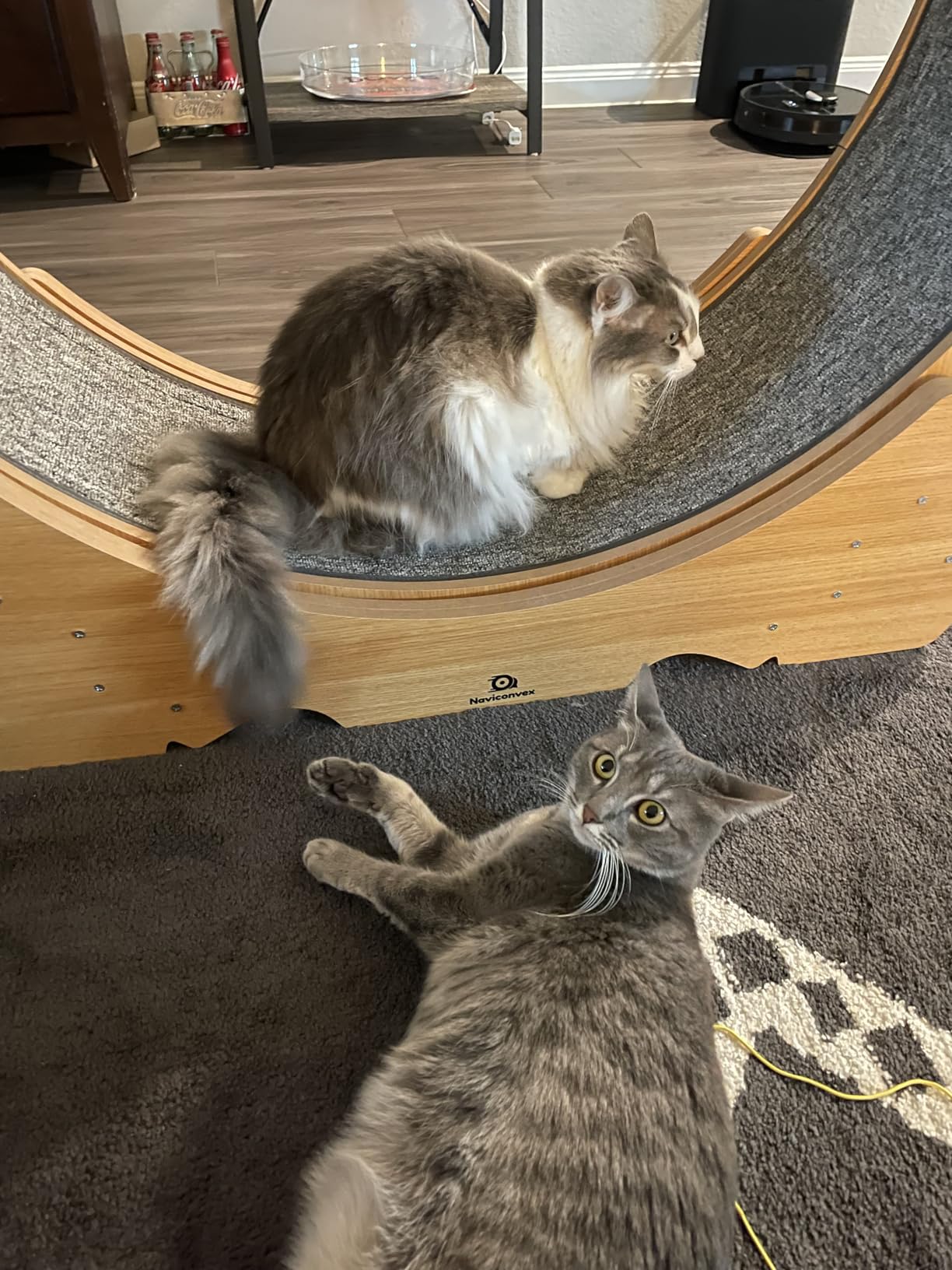 Cat Wheel, 46