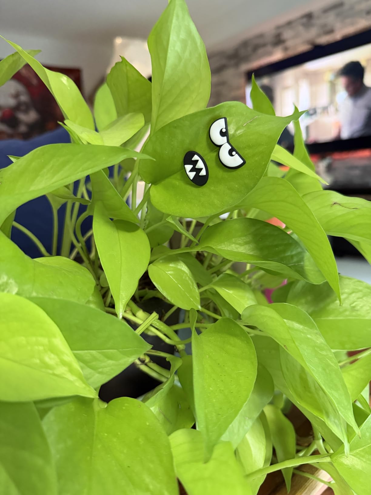 HOMDSG Monster Plant Magnets Eye, Funny Plant Lover Gifts | Cute Plant Accessories Indoor Outdoor, House Plant Decor, Strong Magnets, Lightweight, No Damage to Leaves, 6 PCS customer photo 1