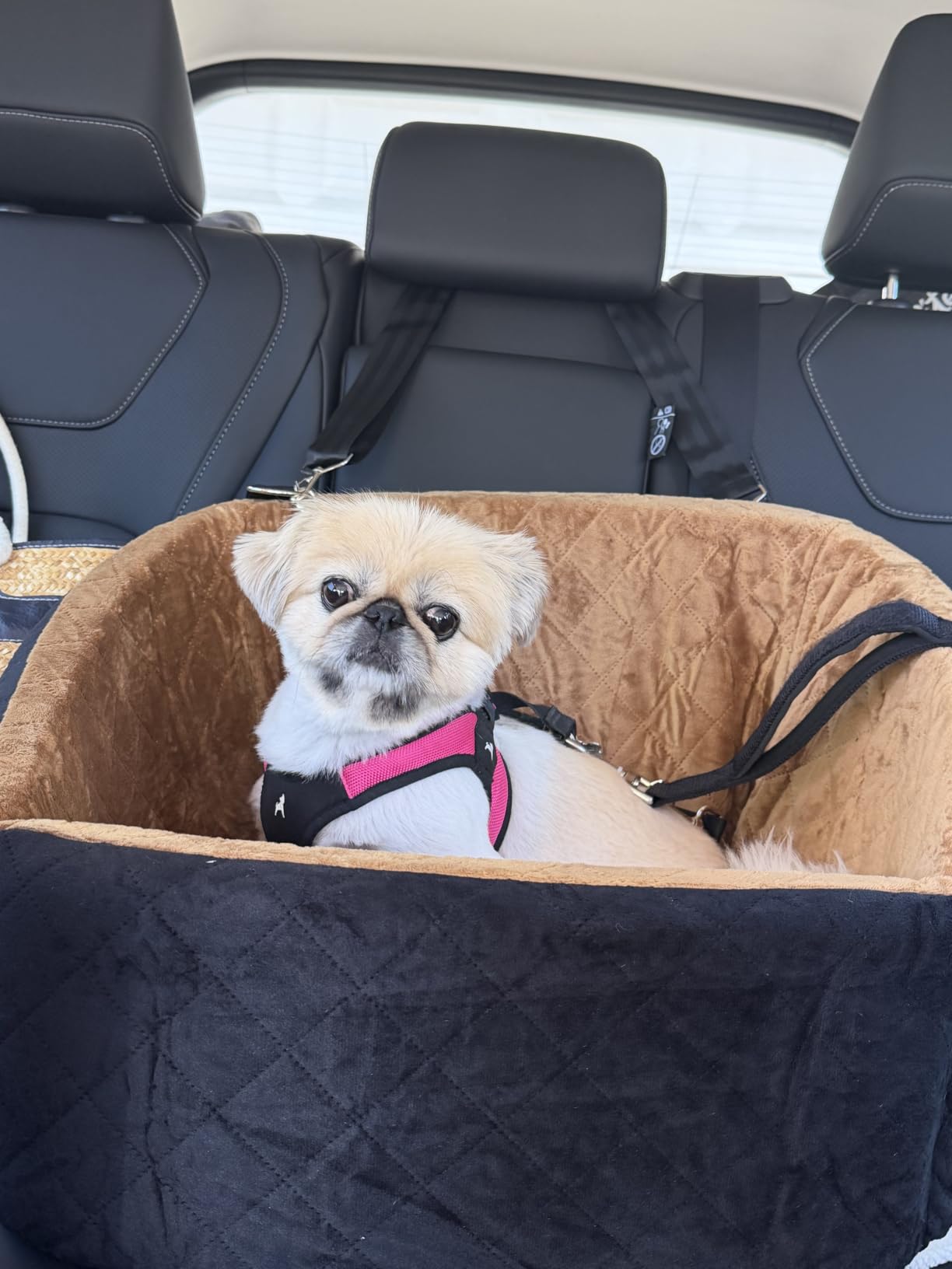 NEEZUKAR Dog Car Seat for Small Dogs, Detachable Washable Dog Booster Seat Under 30lbs, Pet Car Seat Travel Bed with Storage Pockets and Dog Safety Belt (Black/Grey) customer photo 2
