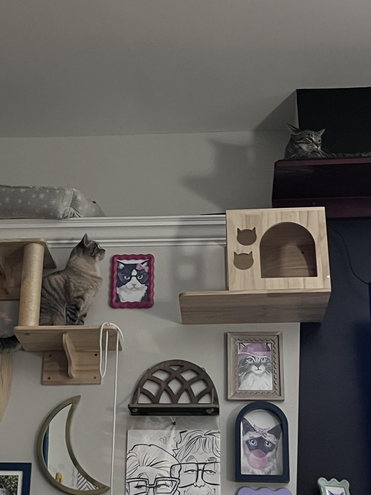 The Refined Feline 60 Inch Lotus Branch Cat Shelf in Brown Mahogany Right Facing with Replaceable Carpet, Playing, Climbing, & Lounging Cat Shelves and Perches for Wall customer photo 1