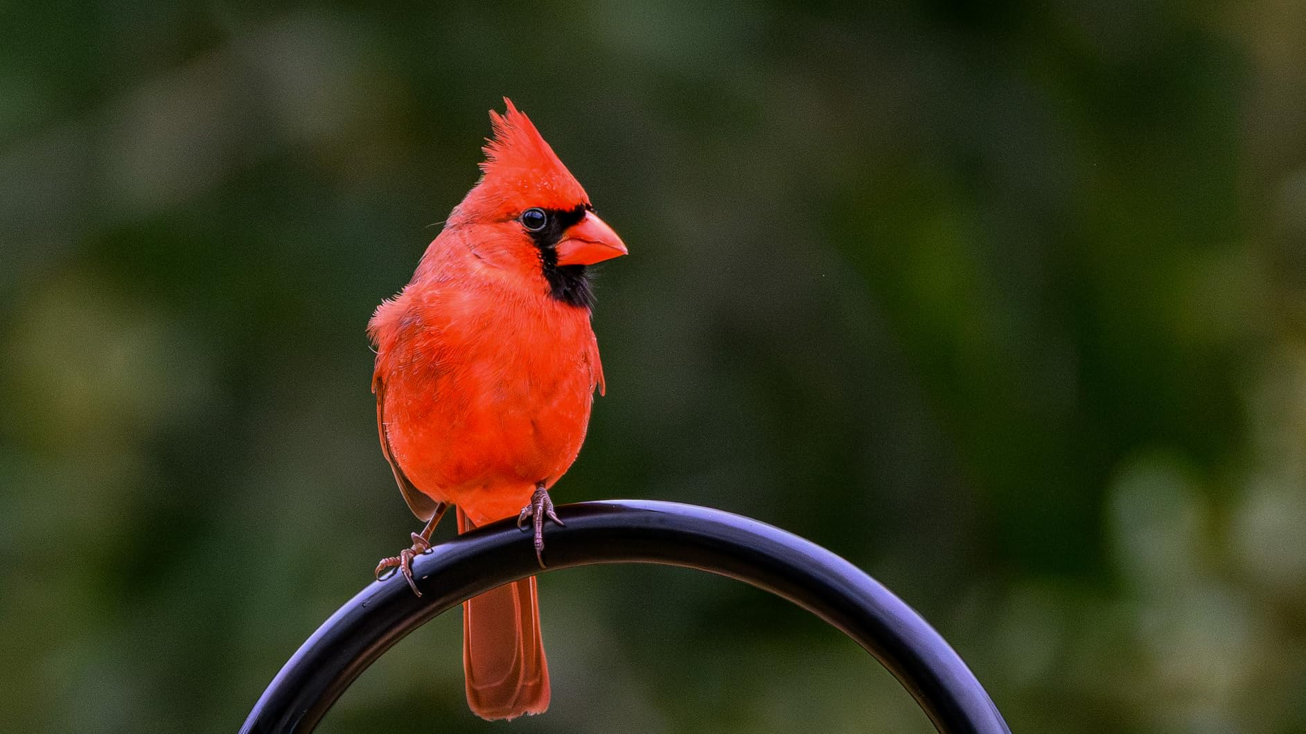 NIKON NIKKOR Z 180-600mm f/5.6-6.3 VR customer photo 1