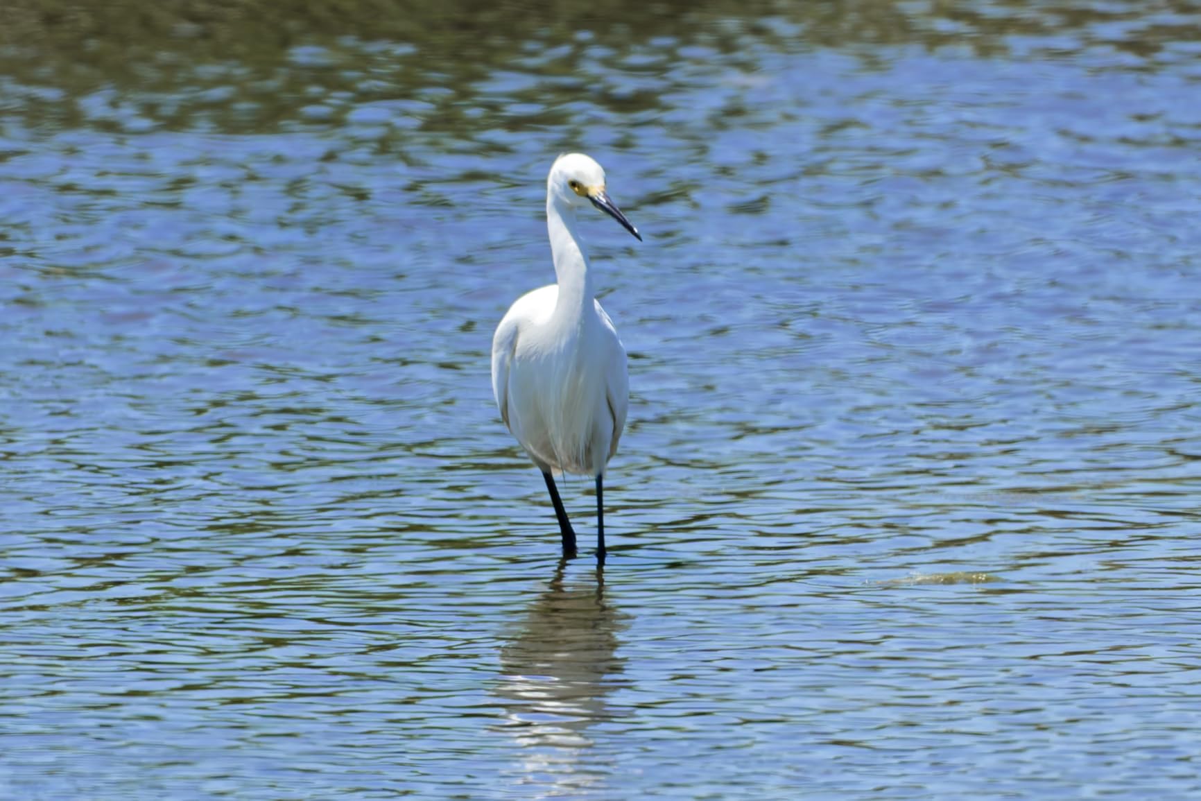 NIKON NIKKOR Z 180-600mm f/5.6-6.3 VR customer photo 2