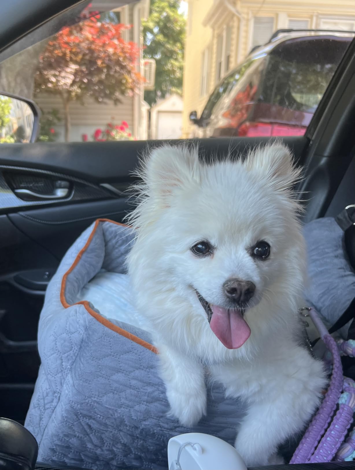 Dog Car Seat - Memory Foam Dog Booster Seat for Small Dogs Up to 25lbs-Elevated Pet Car Seat with Storage Pockets and Dog Seat Belt-Soft Pet Travel Bed for Front & Back Seats-Removable Washable-Grey customer photo 1