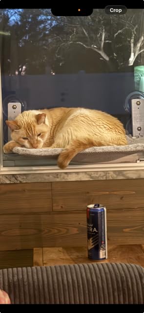 Sunhoo Cat Window Hammock Perch Cordless Perches Window Sill Seat Bed Foldable Stable Lounger Upgraded Suction Cup Easy Assembly Indoor Cats Kitty Shelf Hold Up to 55lbs (Beige, M) customer photo 1