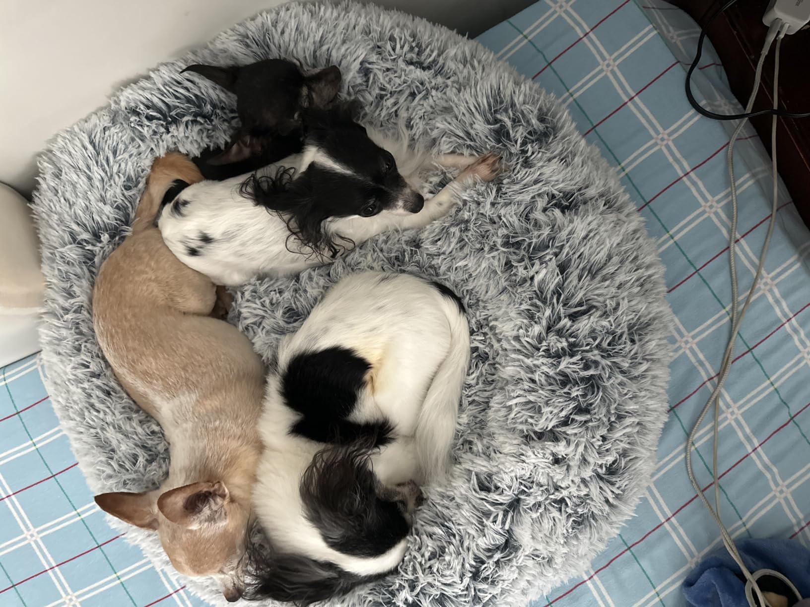 JOLLYVOGUE Small Dog Bed, Calming Soft Anti-Anxiety Donut Cat Bed, Washable Round Fluffy Cushion for Small and Medium Pets (20