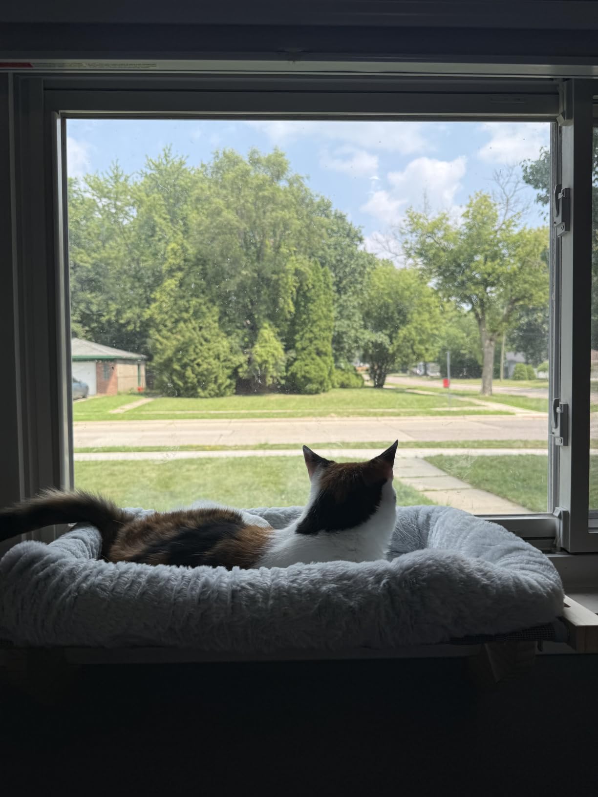 AMOSIJOY Cat Sill Window Perch Sturdy Hammock Window Seat with Cushion Bed Cover, Wood & Metal Frame for Large Cats, Easy to Adjust Cat Bed for Windowsill, Bedside, Drawer and Cabinet (Cushion Bed) customer photo 1