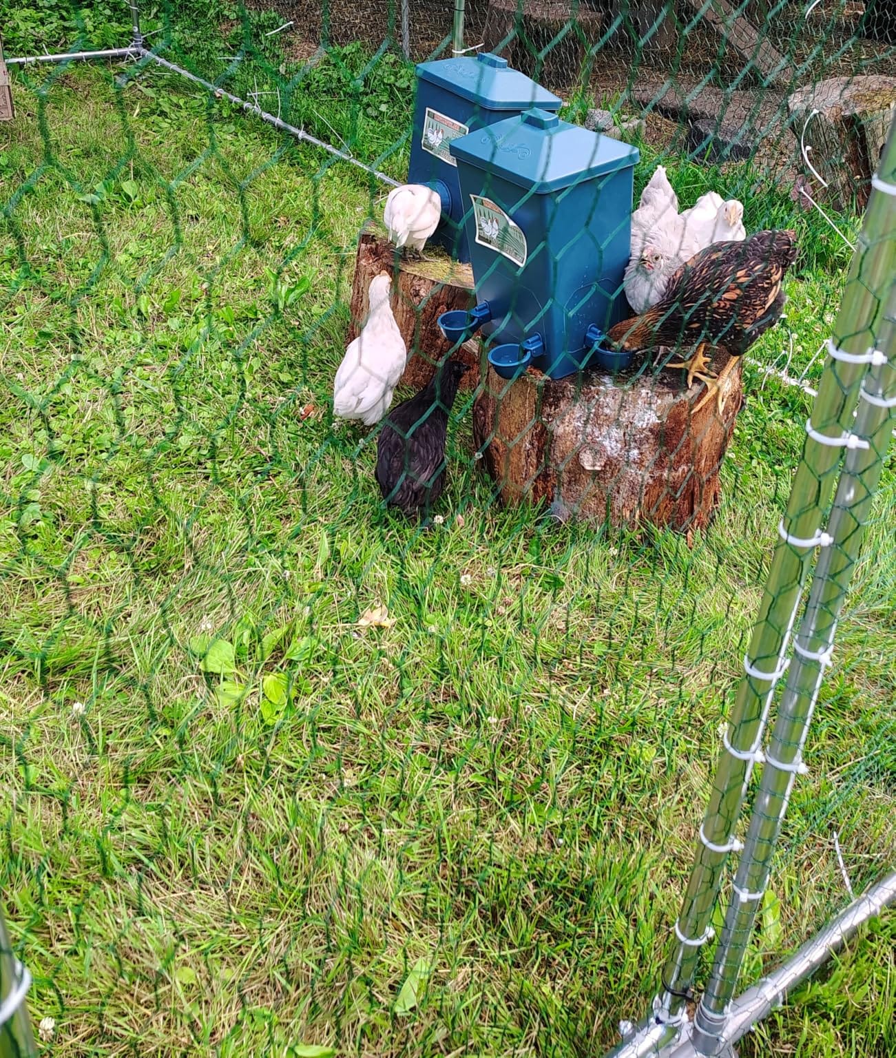 Automatic Port Chicken Feeder and Cup Waterer Set | Chicken Coop Accessories, No Waste Poultry Feeder, 3 Gallon/16 Pounds customer photo 1