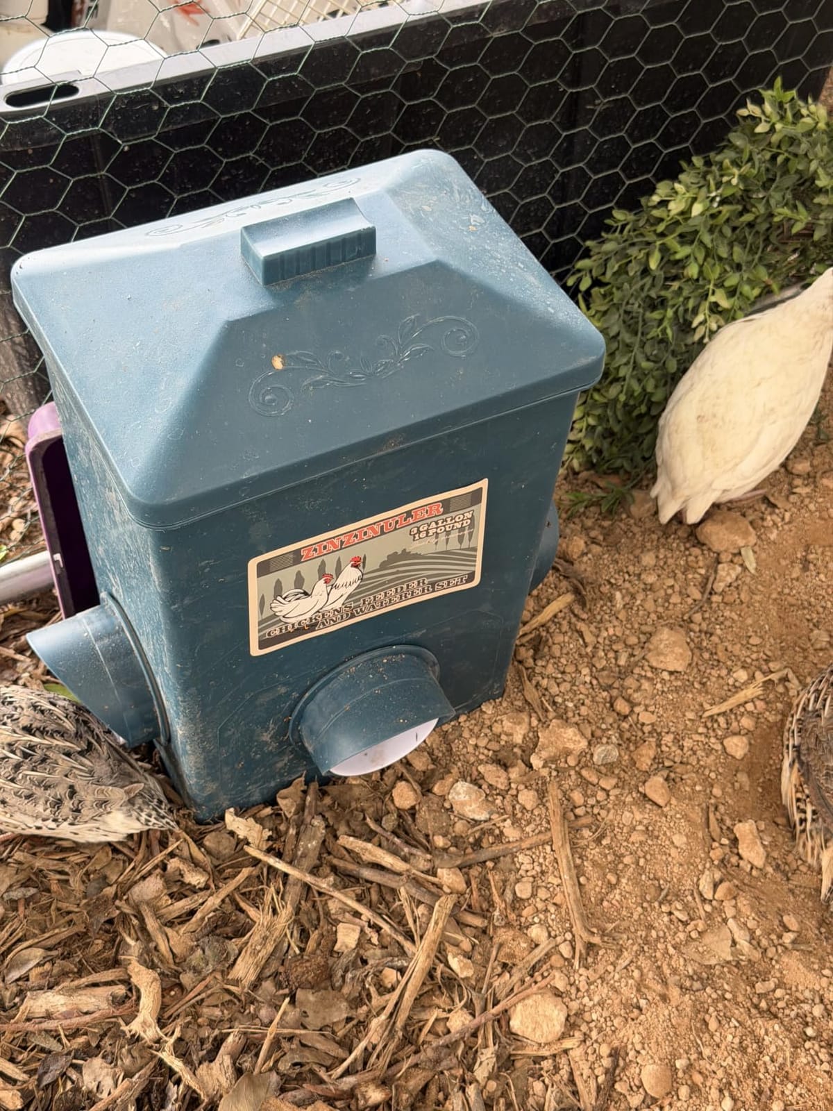 Automatic Port Chicken Feeder and Cup Waterer Set | Chicken Coop Accessories, No Waste Poultry Feeder, 3 Gallon/16 Pounds customer photo 2