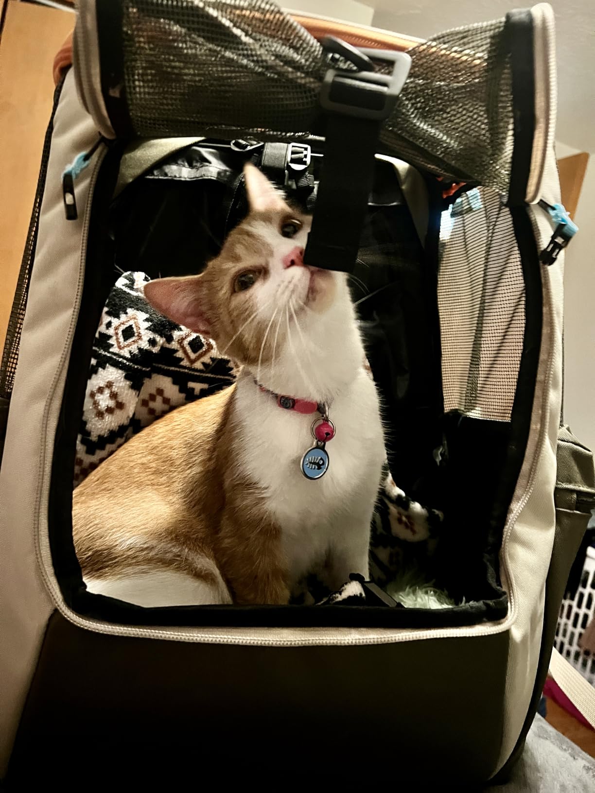 Travel Cat Backpack Carrier - The Navigator Convertible Pet Carrier Backpack - Cat Carrier Backpack with Fully Ventilated Mesh (Earth) customer photo 1