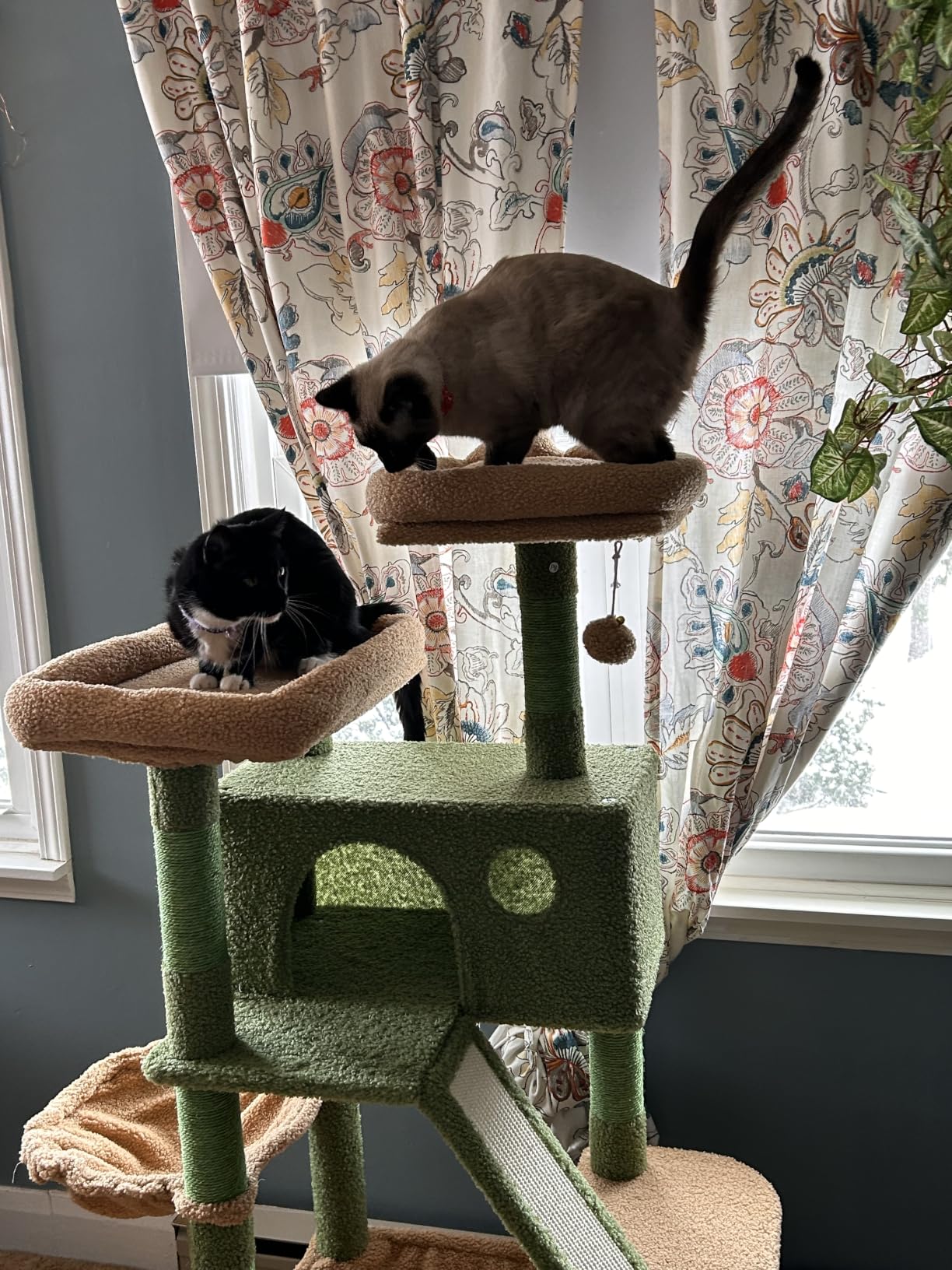 Taoqimiao Cactus Cat Tree, 71-Inch Cat Tower for Indoor Cats Large Adult, Multi-Level Large Cat Condo, 8 Sisal Scratching Posts, Metal Frame Cozy Hammock, Scratch Board, 2 Top Perches, MSC026L customer photo 2