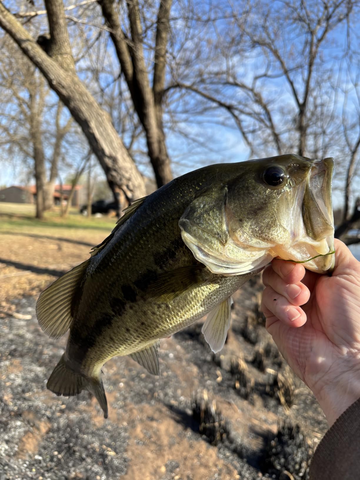 Redman Spinner Bait by Jimmy Houston, 3/8 Ounce Colorado Spinnerbait customer photo 1