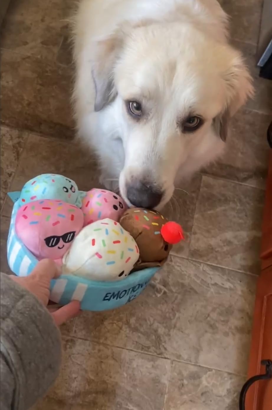 Emotional Support Hot Dogs, Cuddly Stuffed Animals by Relatable - Squishy Toys and Plushies - Includes 5 Plushies with Carrying Basket customer photo 1