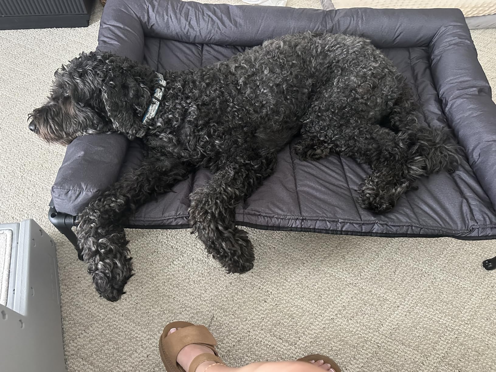 Veehoo Cooling Elevated Dog Bed Add Removable Waterproof Bolster Cushion Mat, Raised Pet Cot with Breathable Teslin Mesh, No-Slip Feet, Dog Couch Bed for Indoor Outdoor, 42x30inches, Black, CWC2331B customer photo 1