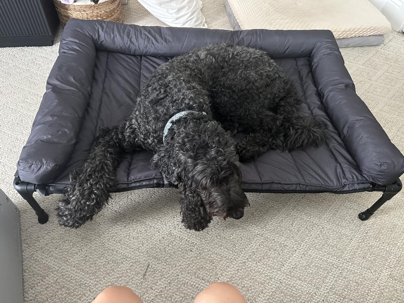 Veehoo Cooling Elevated Dog Bed Add Removable Waterproof Bolster Cushion Mat, Raised Pet Cot with Breathable Teslin Mesh, No-Slip Feet, Dog Couch Bed for Indoor Outdoor, 42x30inches, Black, CWC2331B customer photo 2