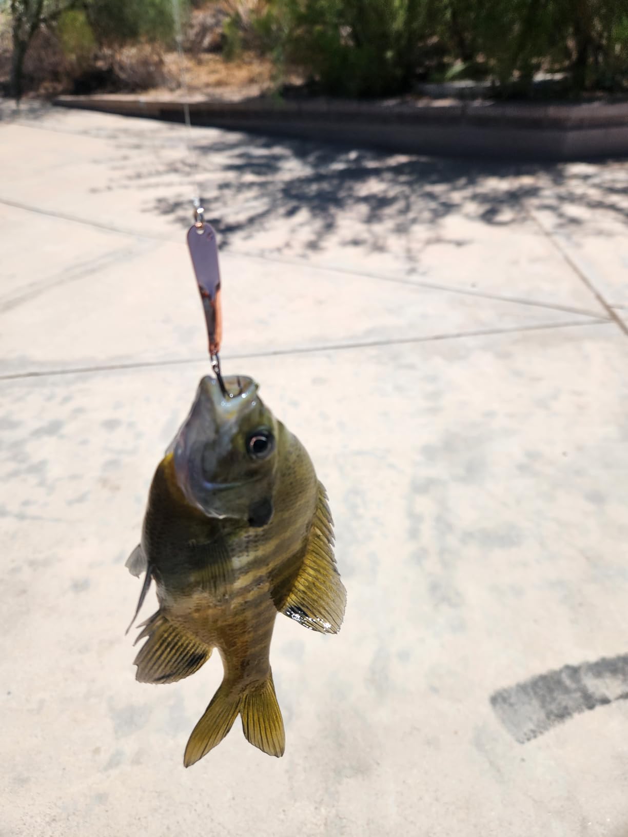 IRON DECOY Steely Fishing Lure Spoon, Casting, Trolling, Jigging, Ice, Lake, River, Stream, Freshwater, Trout, Bass, Walleye, Salmon, Crappie, Pike customer photo 2