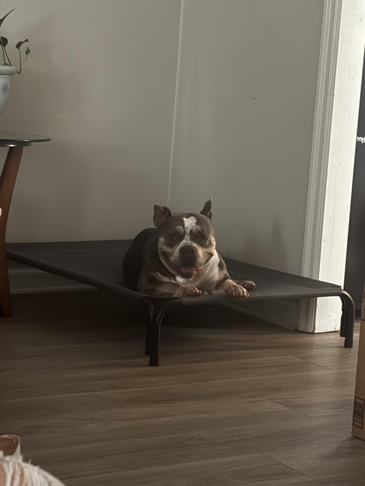 Czpalo Outdoor Elevated Dog Bed for Large Sized Dogs, No-Tool Assembly. | Raised design promotes airflow. Tool-free assembly, easy-to-clean mesh, portable, with anti-skid feet. Indoor/outdoor use. customer photo 1