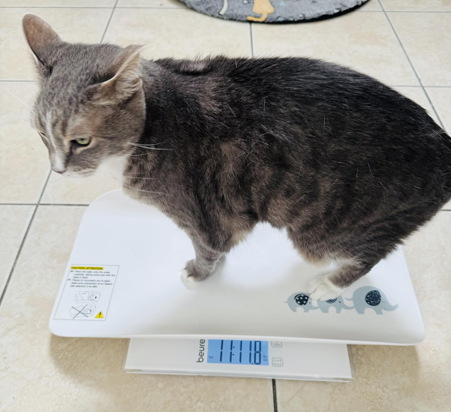 Beurer BY82 Multifunctional Baby Scale for Babies, Pets, Kids, & Adults up to 396lbs, Measures in 4 Units with Backlit Digital Display & Hold Function for Accuracy, Pet Scale for Cats and Dogs customer photo 1