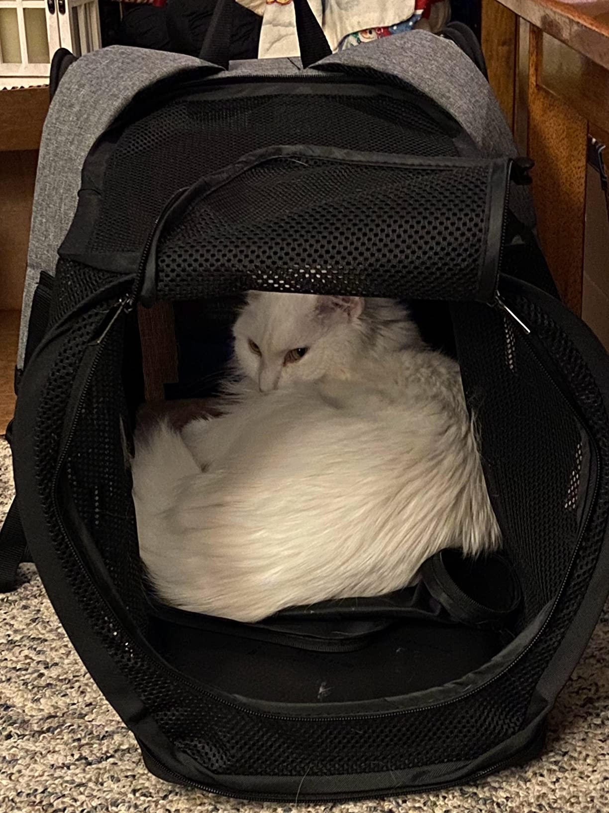 Petsfit Expandable Cat Backpack Carrier for Cats and Small Dogs, 18 lb | 65% expandable rest zone, padded waist belt, airflow back panel, locking zippers, safety tether and washable dual-sided mat. customer photo 2