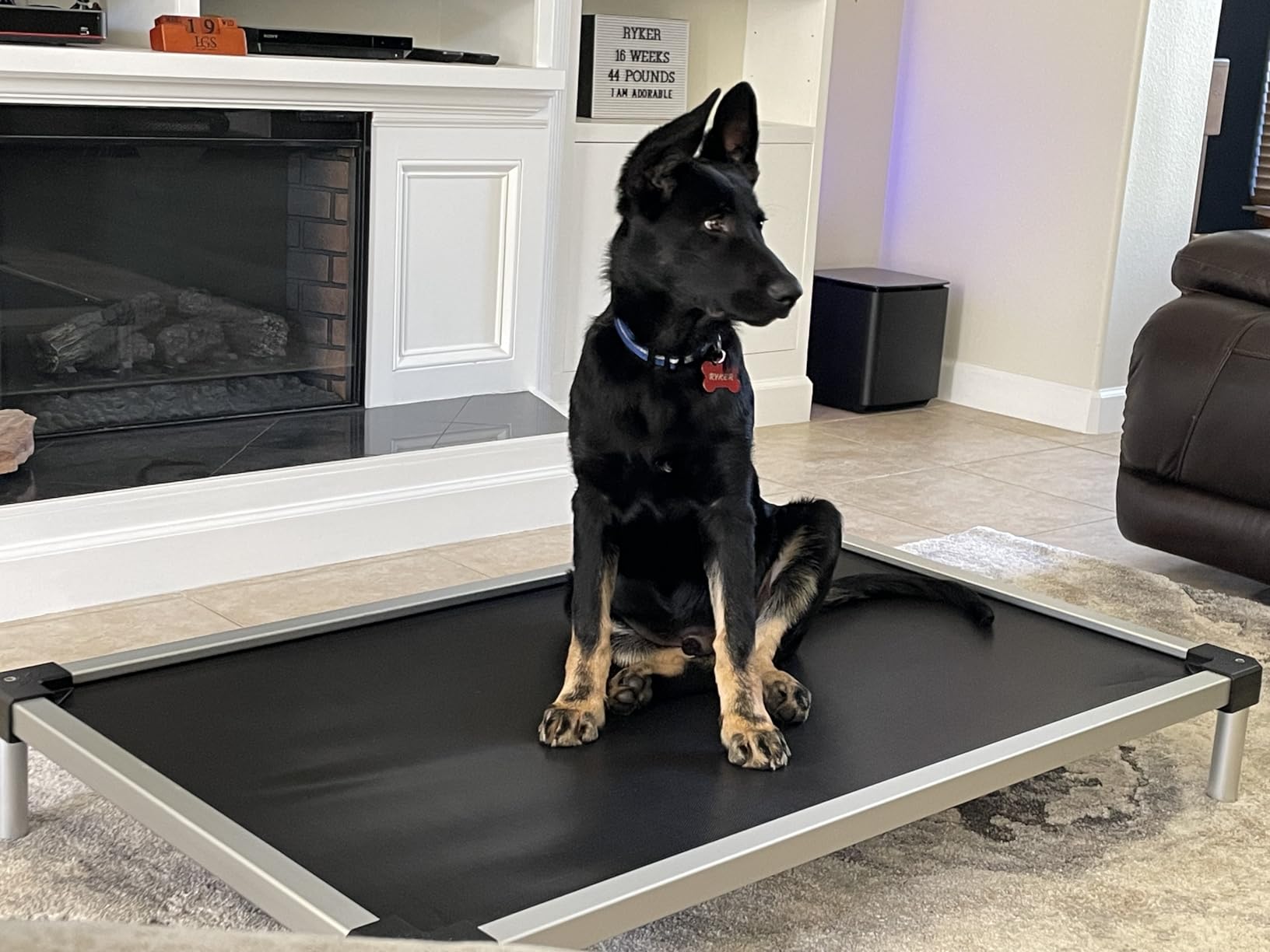 FXW TitanNest Chew-Proof Elevated Dog Bed, Raised Cot for Indoor/Outdoor/Camping Use, Durable & Waterproof Cooling Pet Bed for Extra Large Dogs, 56.0