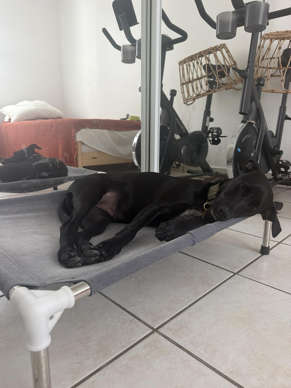 Elevated Cooling Dog Bed, Raised Outdoor Dog Bed for Medium Dogs, Portable Pet Cots with No-Slip Rubber Feet, Double Layer Polyester Cotton customer photo 2