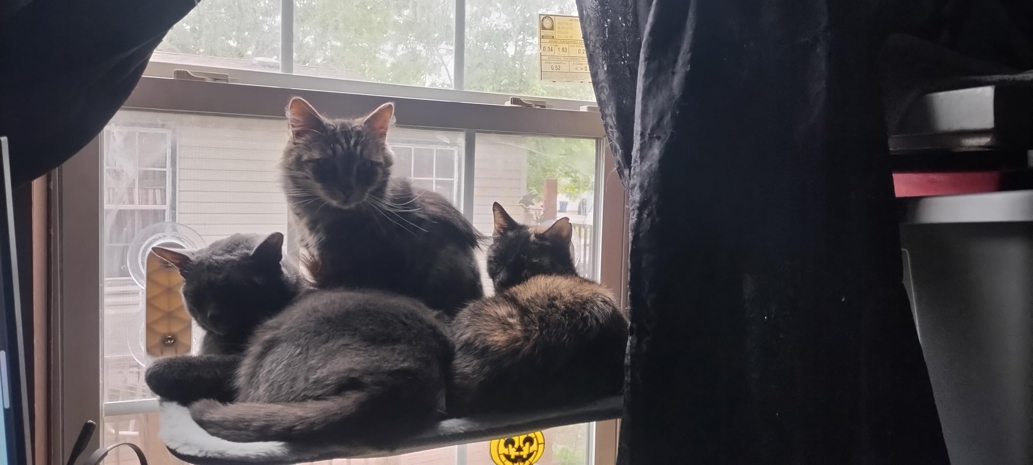 Zoratoo 2PC Cat Window Perch, Foldable & Cordless with Metal Frame, M Gray | 2-in-1 Reversible Cover, Removable for Machine Wash, Stable Window Resting Seat with Large Suction Cups for Indoor Cats customer photo 1
