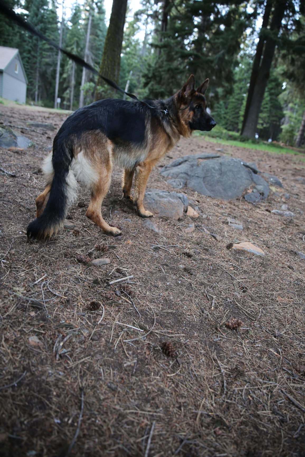 Dogtra 280X E-Collar with Remote [New Edition] 10 lbs+, 1/2 Mile Range, LED Light, 100 Levels of Precise Control for Stubborn Dogs, Waterproof, Boost for Quick Recall, Vibration, Safety Lock & Tone customer photo 1