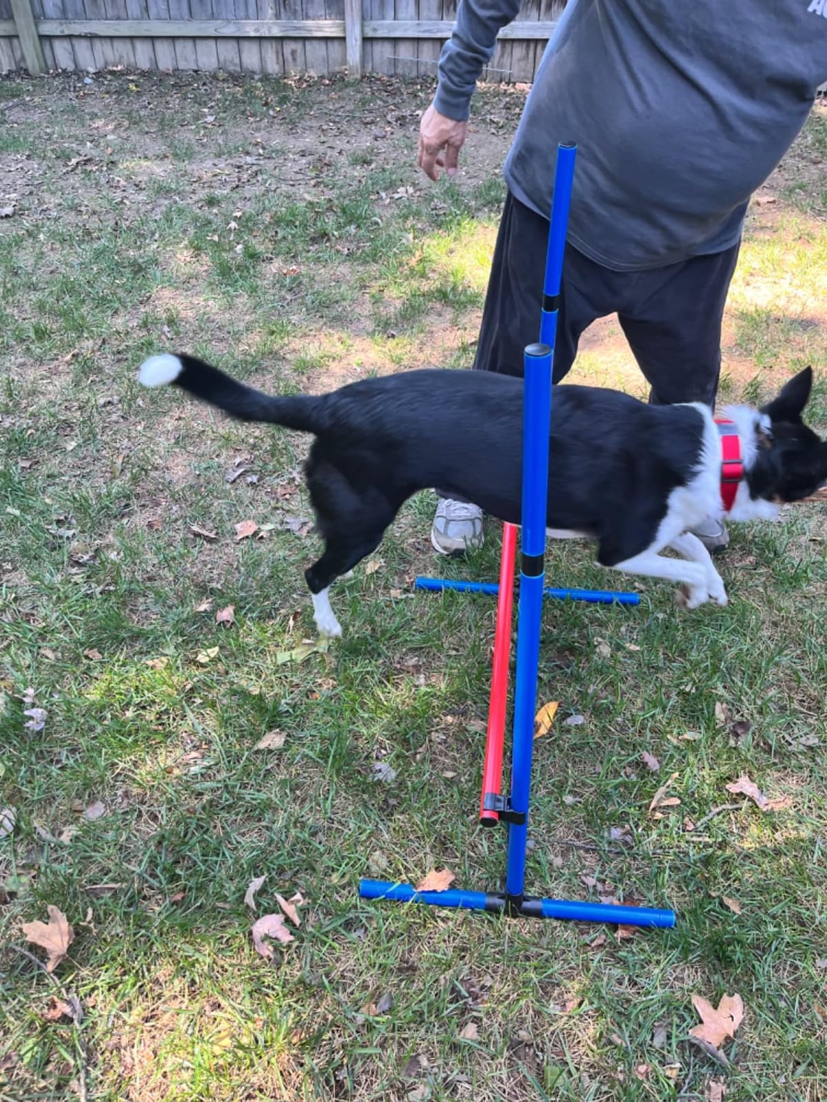 VEVOR Dog Agility Training Equipment, Dog Agility Course Backyard Set with Adjustable High Hurdles, 6 Weave Poles, Tunnel, Jump Ring, Pause Box, Whistle, Foldable Bowl, Storage Bag, Puppy Obstacle Course Kit customer photo 2