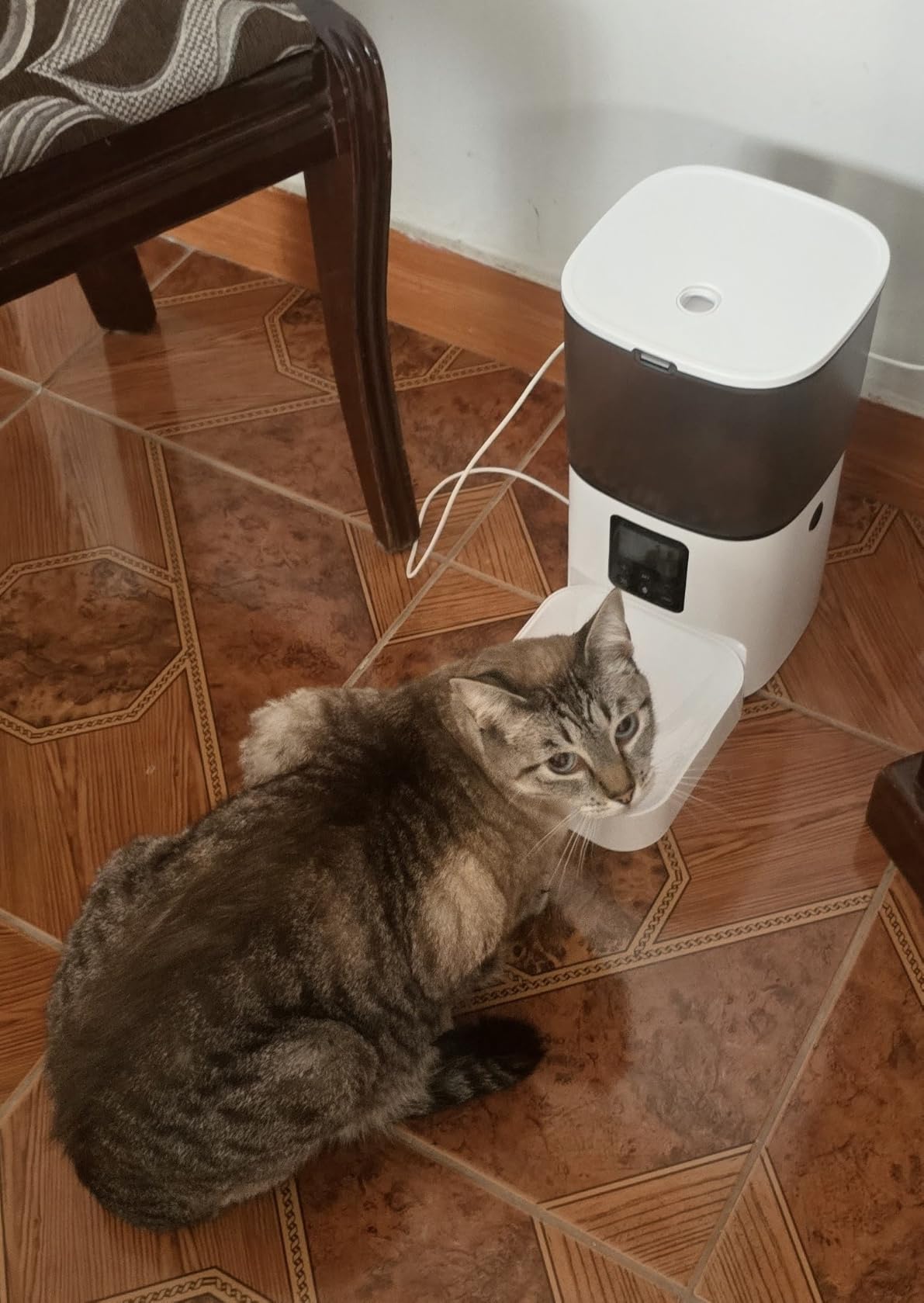 ANDOLL HOME Automatic Cat Feeder, 4L Cat Food Dispenser with 10s Voice Recorder, Pet Feeder up to 8 Meals per Day, Timed Dog Feeder with Dry Food Sealed Ring customer photo 2