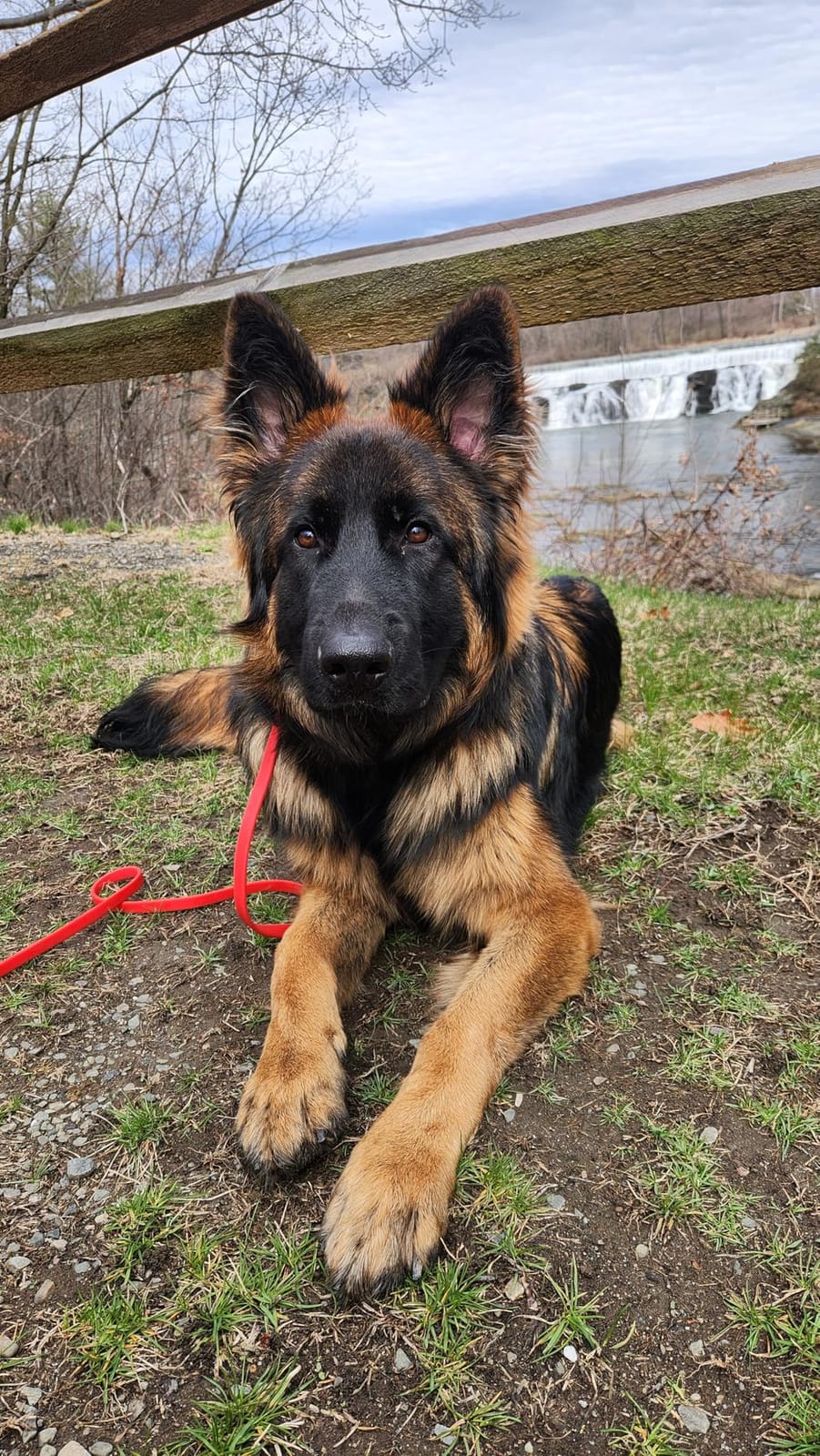 Dogtra 1900X E-Collar for Dog Training - 3/4 Mile Range, for Dogs 35 lbs+, IPX9K Waterproof, 100 Stimulation Levels, Vibration, Tone, Rechargeable - Ideal for Dog Owners and Professional Trainers customer photo 1