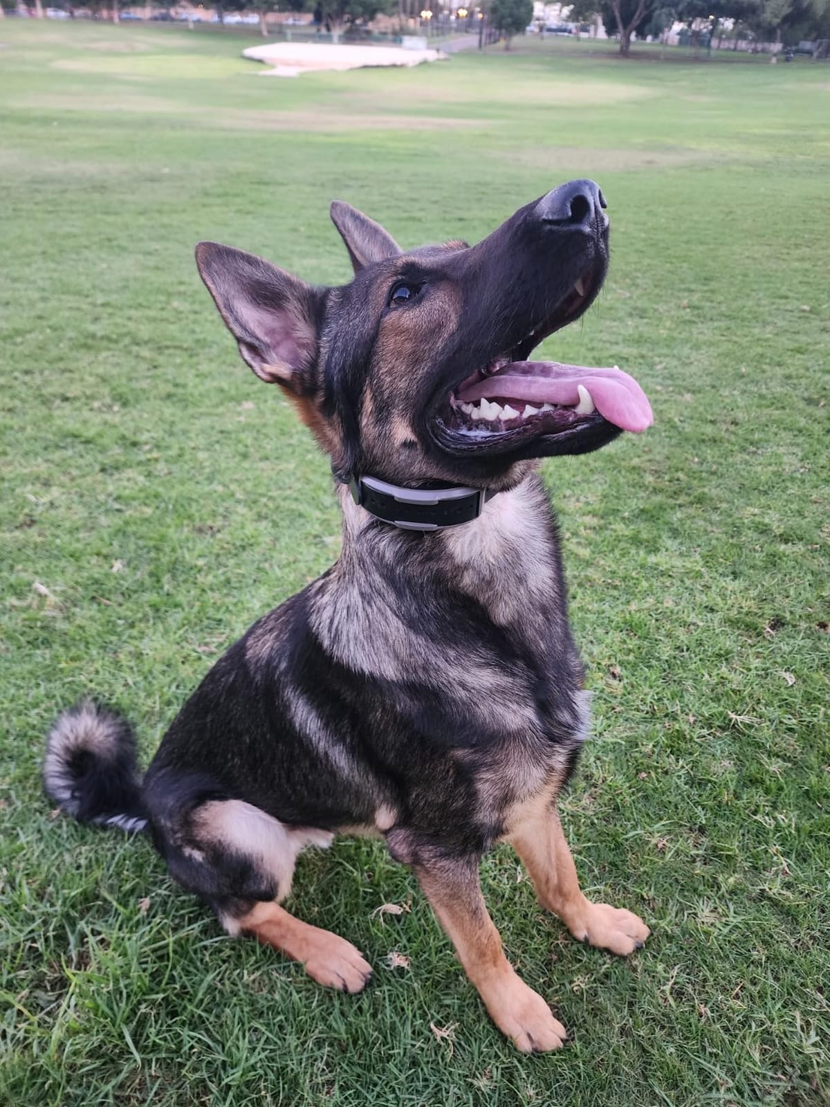 Dogtra 1900X E-Collar for Dog Training - 3/4 Mile Range, for Dogs 35 lbs+, IPX9K Waterproof, 100 Stimulation Levels, Vibration, Tone, Rechargeable - Ideal for Dog Owners and Professional Trainers customer photo 2