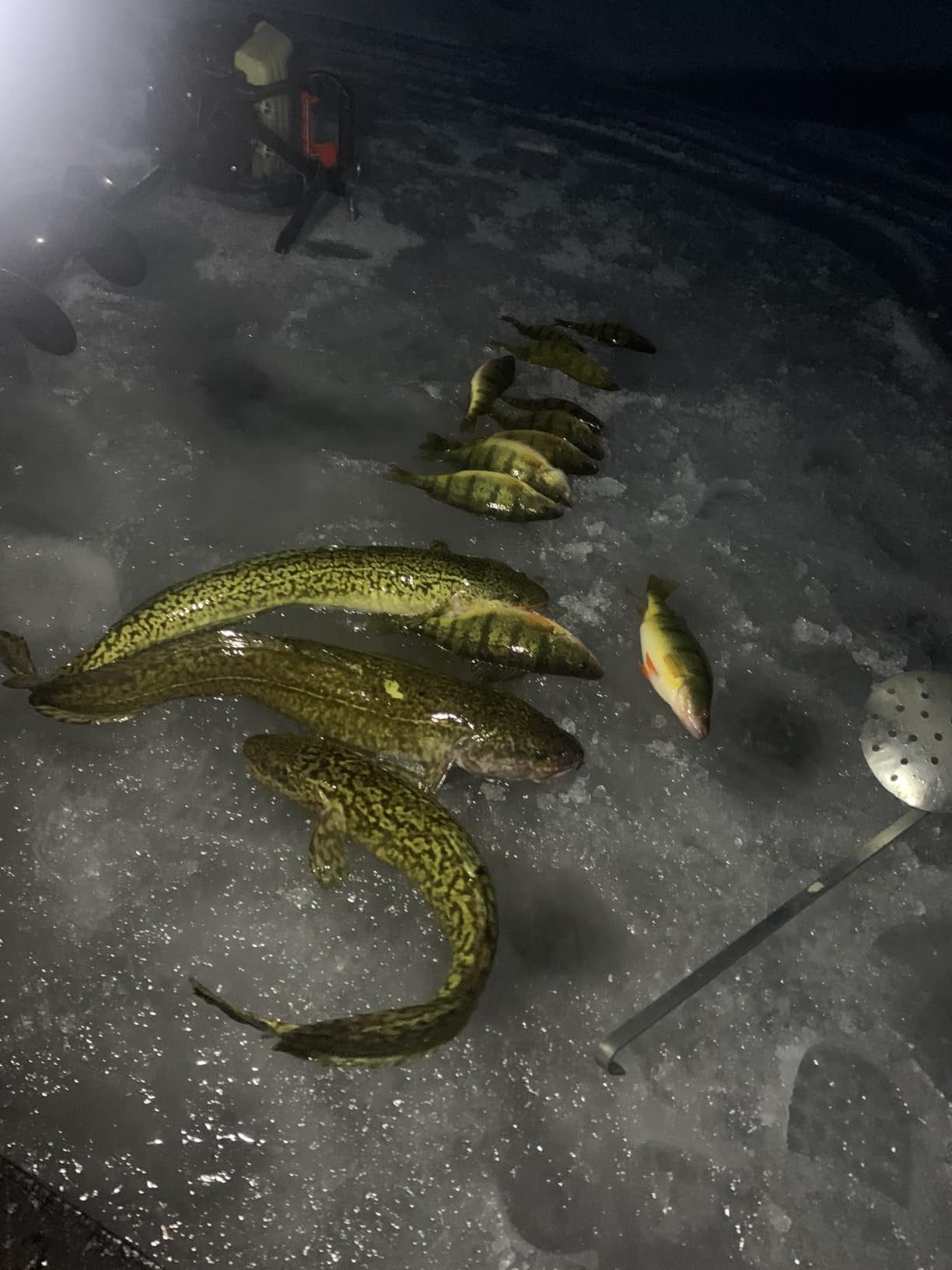 Northland Tackle Ice Fishing Thumper Spoon, Stamped Brass Flutter Spoon Ice Fishing Lure for Walleye, Crappie, & More, 10 Colors, 1/16 Oz, 1/8 Oz, 3/16 Oz, 1/4 Oz Lure Sizes customer photo 1
