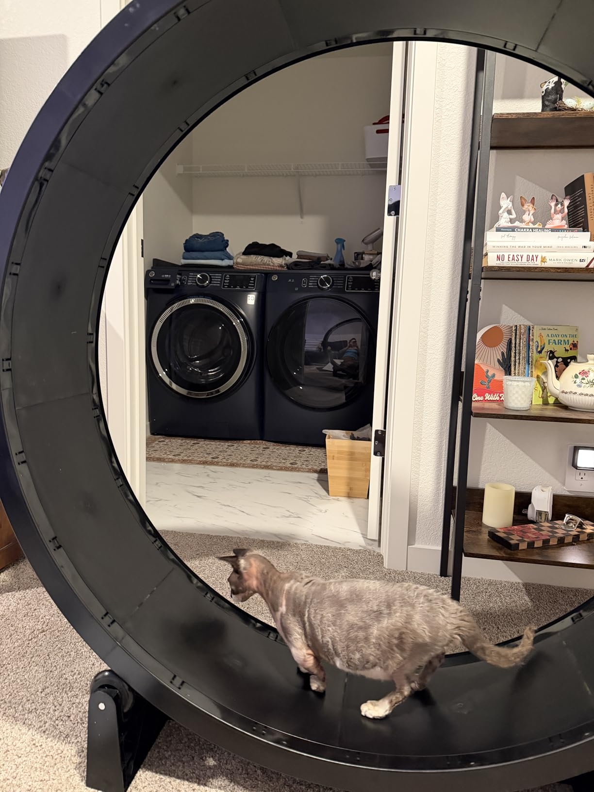 One Fast Cat - Cat Exercise Wheel - Made in the USA - 48
