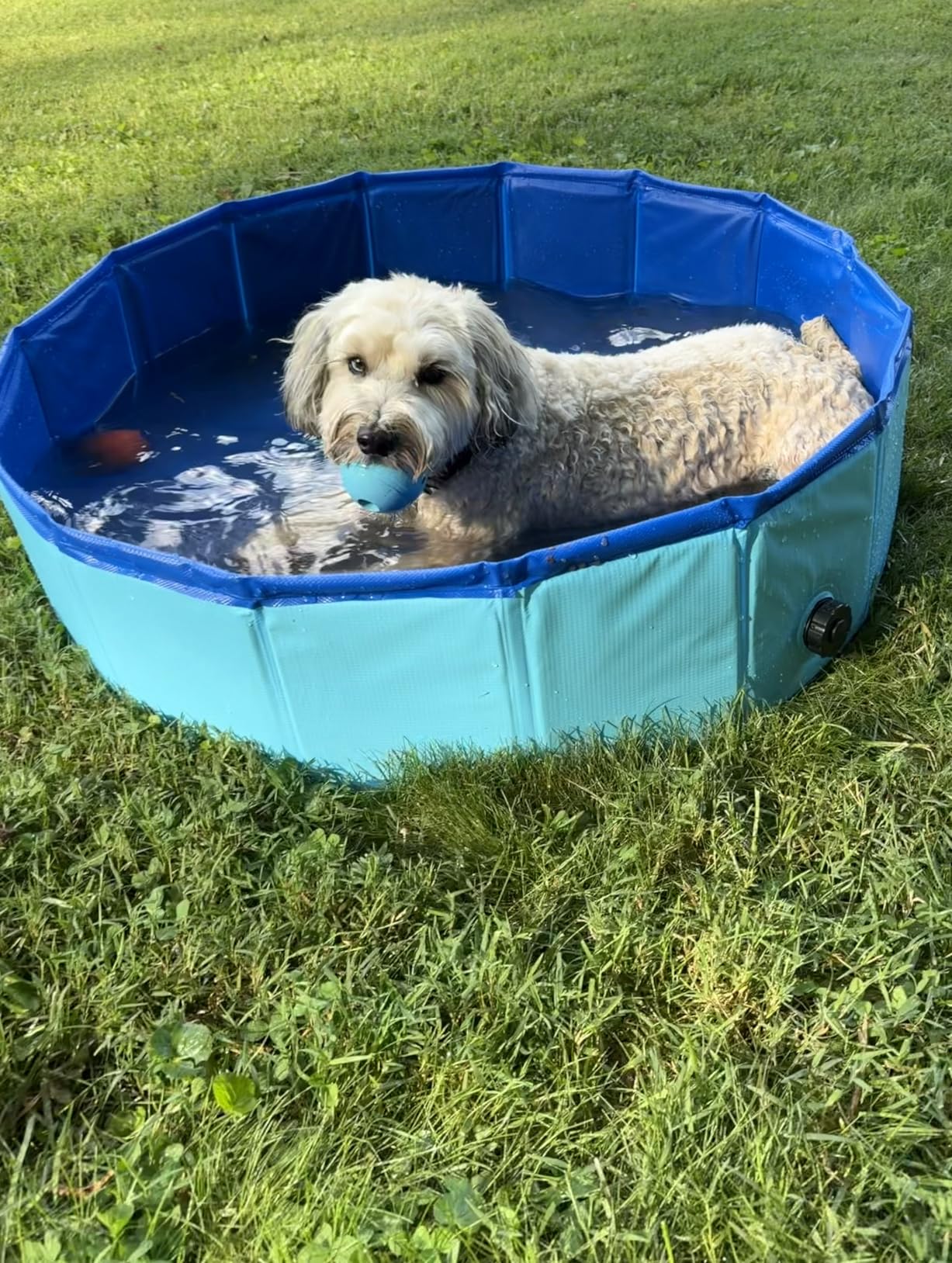 SLOOSH Foldable Dog Kiddie Pool - Portable Hard Plastic Doggie Swimming Pool, Anti-Slip Collapsible Pets Bath Tub Suitable for Kids Indoor Outdoor Backyard Use (Blue, 48