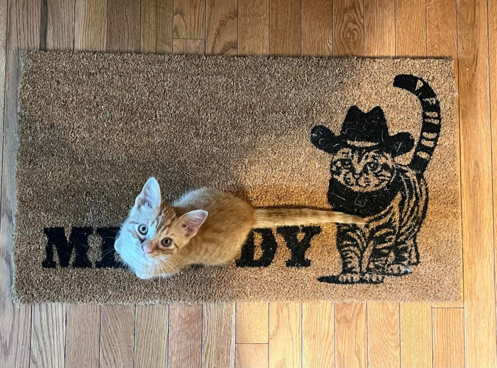 Meowdy Doormat 30x17 Inch, Black Cat Welcome Mat Coir, Cat-lover Gift Rug | Feline Home Decor, Natural Fiber, Pvc Backing, Dirt Scraper, Cozy Animal-Themed Decor, Pet-Inspired Decor, Gift for Cat Lover customer photo 1