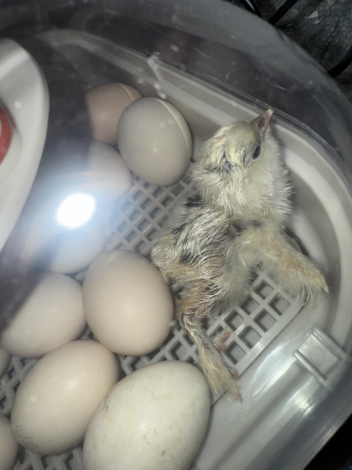 MATICOOPX 20 Egg Incubator with Humidity Display, Egg Candler, Automatic Egg Turner, for Hatching Chickens customer photo 1