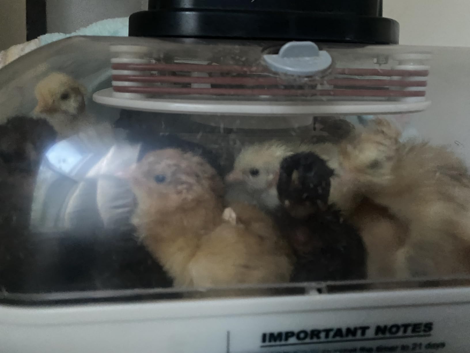 MATICOOPX 20 Egg Incubator with Humidity Display, Egg Candler, Automatic Egg Turner, for Hatching Chickens customer photo 2