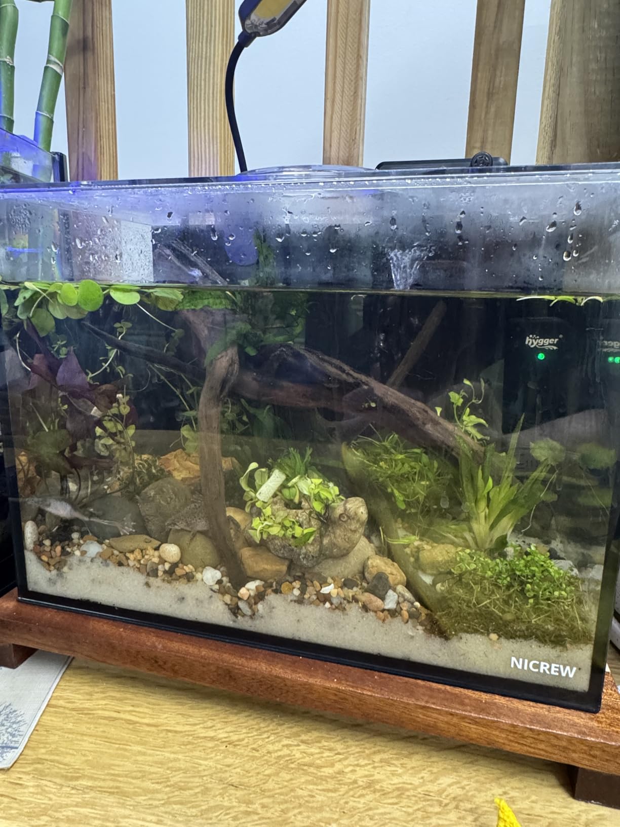 NICREW 2.5 Gallon Nano Nature Aquarium Kit, Ultra-Clear Rimless Desktop Fish Tank with Light, Filter, Gravel and Rock, Perfect for Small Fish, Shrimp, or Betta, Complete Version, Black customer photo 2