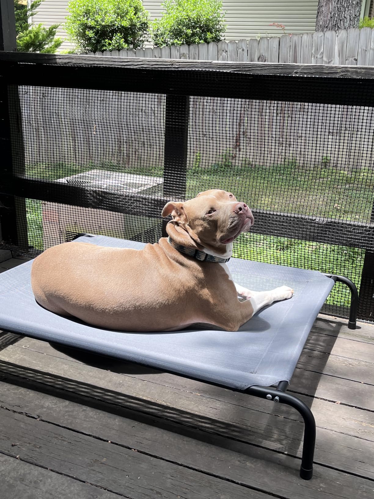 Love's cabin Elevated Cooling Dog Bed for Large Dogs, Portable Indoor & Outdoor Raised Pet Dog Cat Cot, Durable Summer Frame with Breathable Mesh, Grey, 48 inches customer photo 1