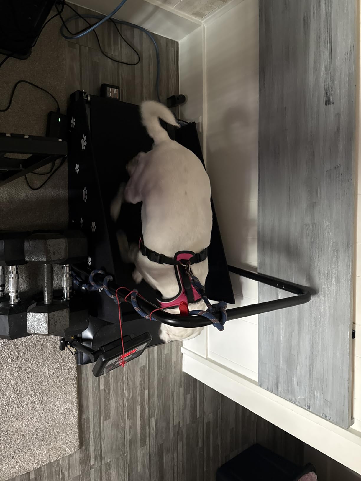 CIIHI Dog Treadmill for Medium Small Dogs - Pet Running Machine with 360° Rotatable Display - 2 in 1 Treadmill for Pet Fitness with Move Wheels and Remote Control customer photo 1