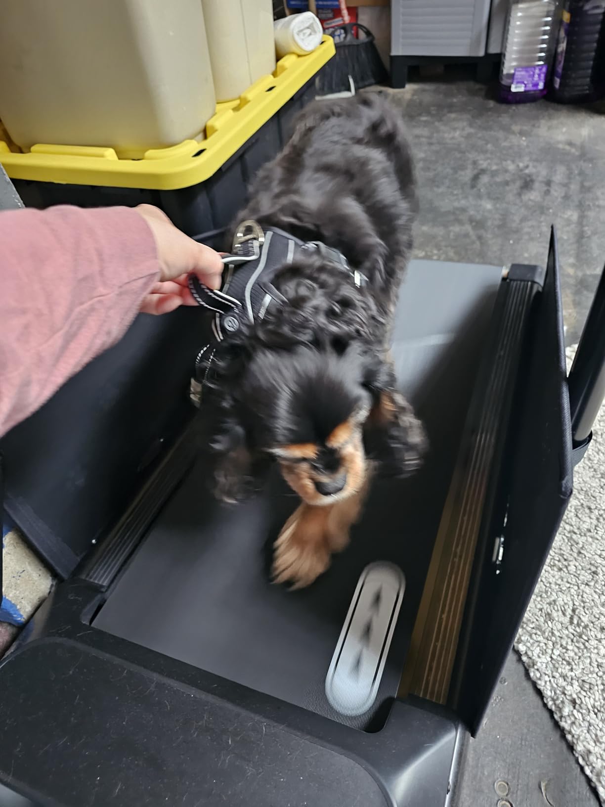 CIIHI Dog Treadmill for Medium Small Dogs - Pet Running Machine with 360° Rotatable Display - 2 in 1 Treadmill for Pet Fitness with Move Wheels and Remote Control customer photo 2
