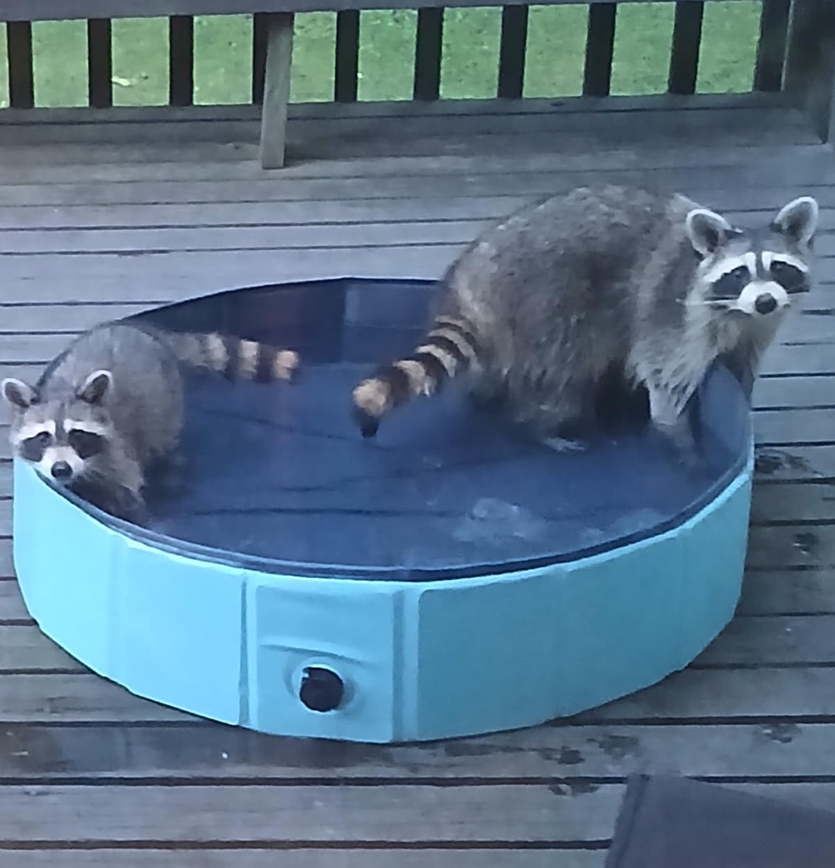 Dog Pool, Foldable Pet Swimming Pool with 6mm High-Strength PP Board, Hard Plastic Collapsible Doggy Pools for Small Dogs Kitty Duck, Non-Slip Doggie Bathtub Quick to Set Up and Drainage Hole (32x8in) customer photo 1