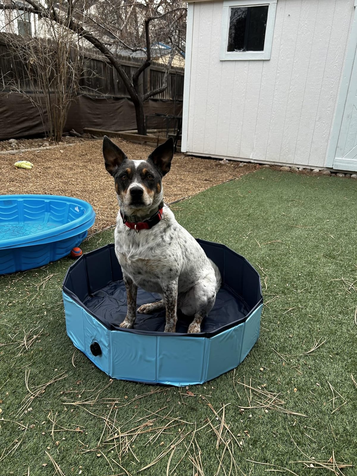 Dog Pool, Foldable Pet Swimming Pool with 6mm High-Strength PP Board, Hard Plastic Collapsible Doggy Pools for Small Dogs Kitty Duck, Non-Slip Doggie Bathtub Quick to Set Up and Drainage Hole (32x8in) customer photo 2
