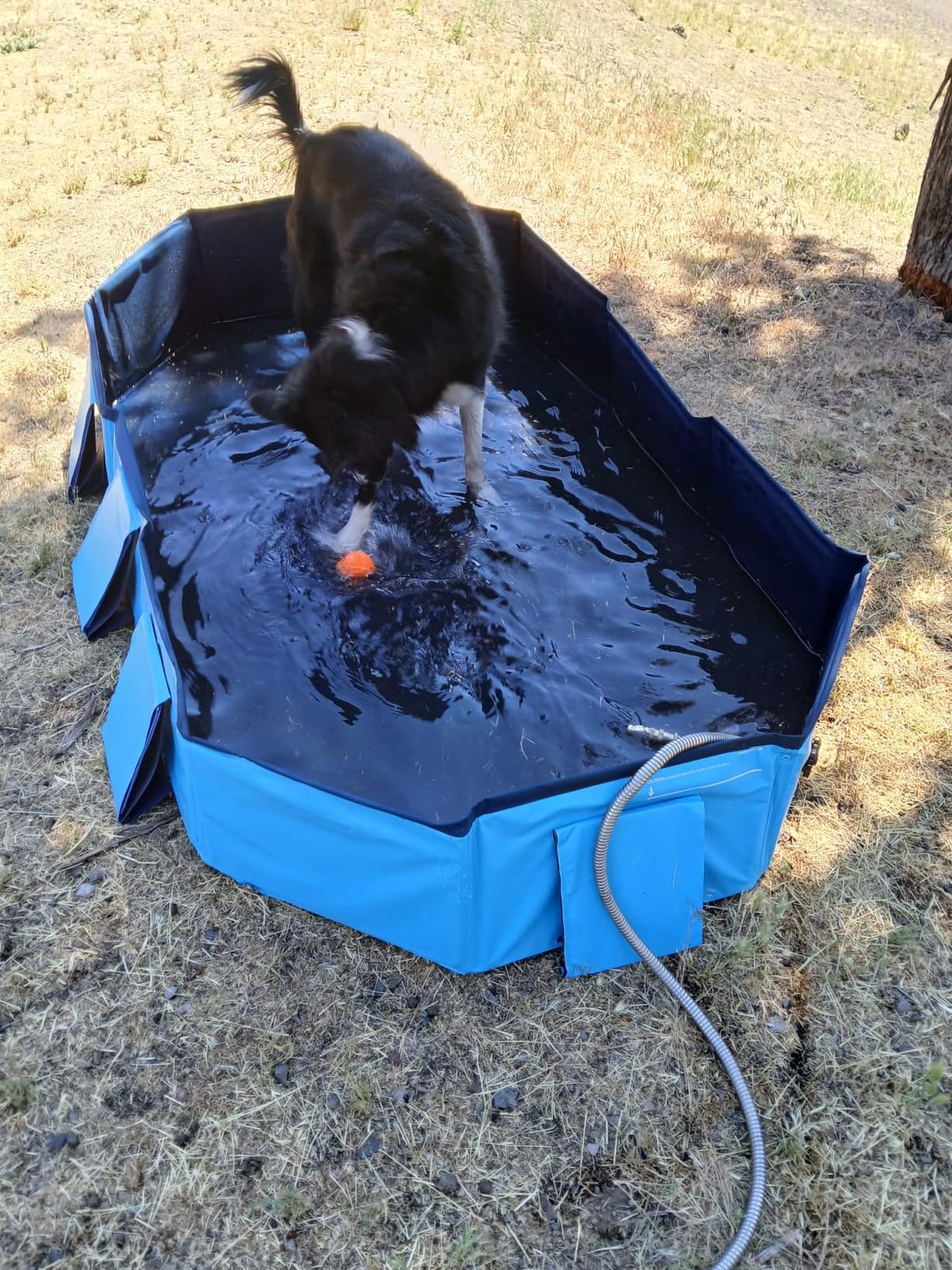 Peteast Dog Pool for Large Dogs, Foldable Hard Plastic, 71 x 39 x 12 in | Extra Large Collapsible Pet Bath Tub with Non-Slip Base for Indoor, Outdoor and Backyard Use, Blue customer photo 1