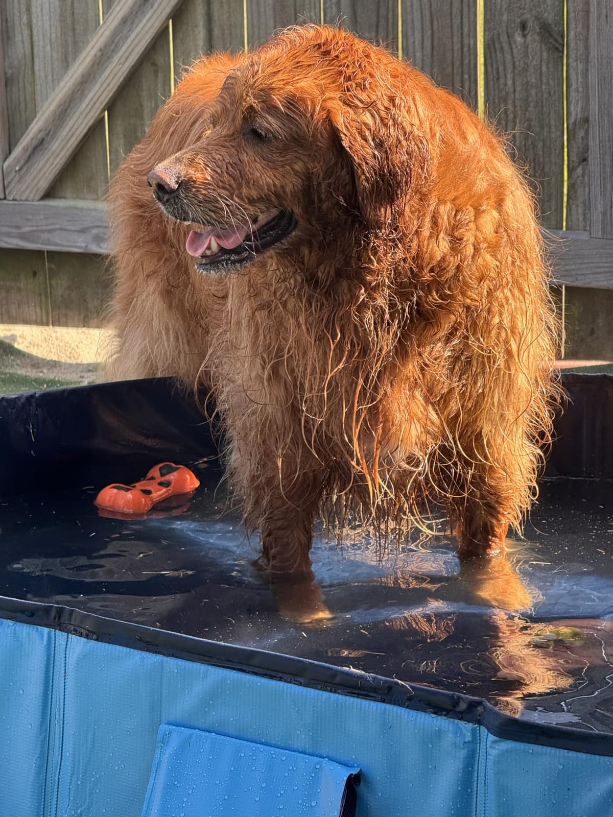 Peteast Dog Pool for Large Dogs, Foldable Hard Plastic, 71 x 39 x 12 in | Extra Large Collapsible Pet Bath Tub with Non-Slip Base for Indoor, Outdoor and Backyard Use, Blue customer photo 2