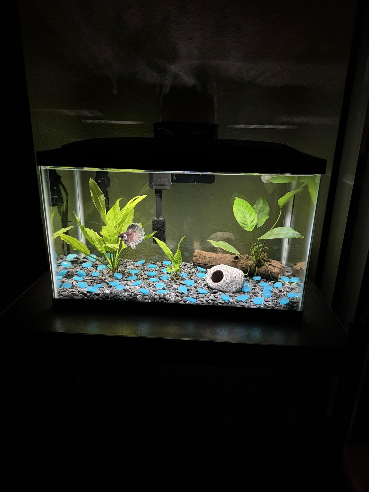 Aqueon Aquarium Starter Kit with Smart Clean Filtration and LED Lighting, Freshwater and Saltwater Fish, Perfect for Tetras, Guppies, Platies, 10-Gallon customer photo 2