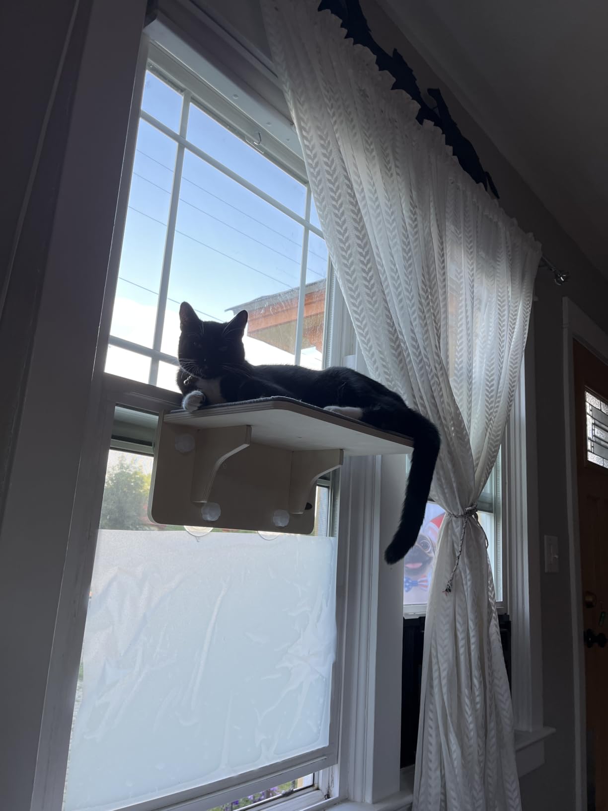 Pecute 2-in-1 Cat Window Perch & Wall Shelves, Cat Hammock Window 16